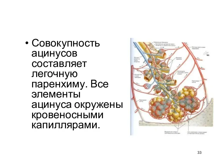 Совокупность ацинусов составляет легочную паренхиму. Все элементы ацинуса окружены кровеносными капиллярами.