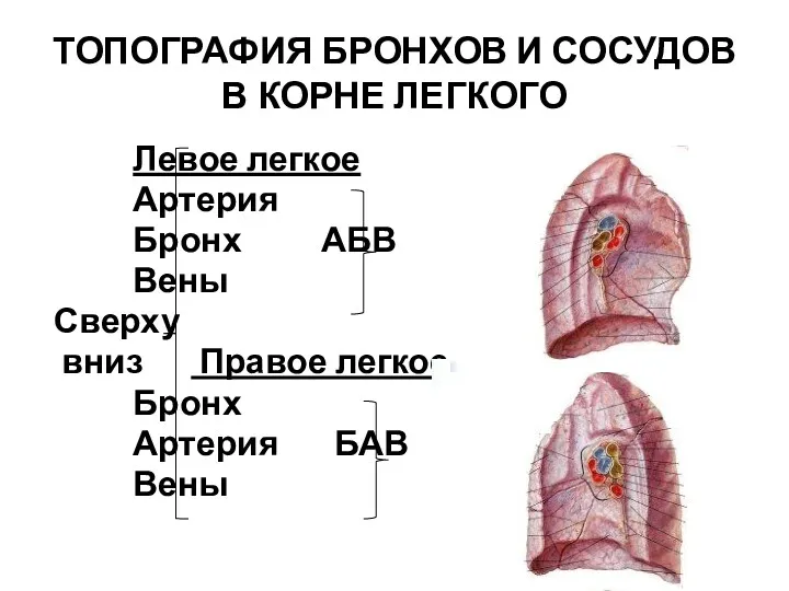 ТОПОГРАФИЯ БРОНХОВ И СОСУДОВ В КОРНЕ ЛЕГКОГО Левое легкое Артерия