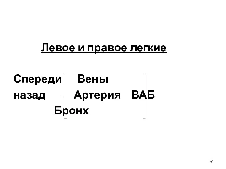 Левое и правое легкие Спереди Вены назад Артерия ВАБ Бронх