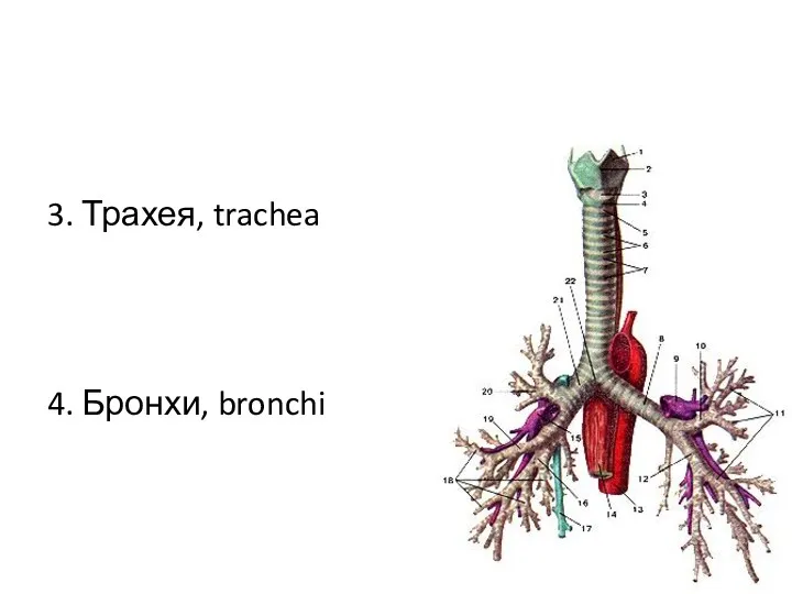 3. Трахея, trachea 4. Бронхи, bronchi