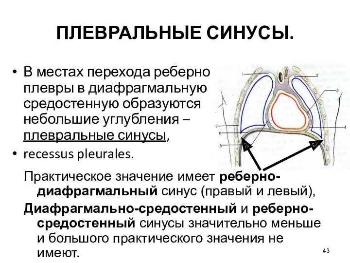 ПЛЕВРАЛЬНЫЕ СИНУСЫ. В местах перехода реберной плевры в диафрагмальную и