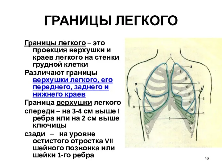 ГРАНИЦЫ ЛЕГКОГО Границы легкого – это проекция верхушки и краев