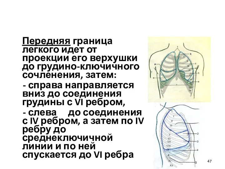 Передняя граница легкого идет от проекции его верхушки до грудино-ключичного