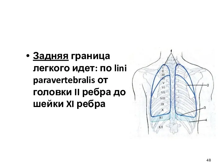 Задняя граница легкого идет: по linia paravertebralis от головки II ребра до шейки XI ребра