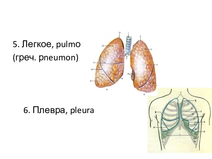 5. Легкое, pulmо (греч. рneumon) 6. Плевра, pleura