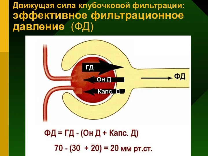 Движущая сила клубочковой фильтрации: эффективное фильтрационное давление (ФД)