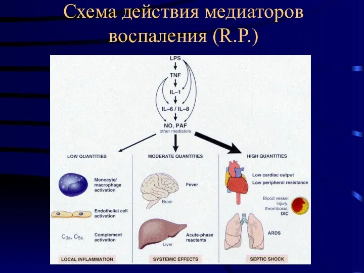 Схема действия медиаторов воспаления (R.P.)