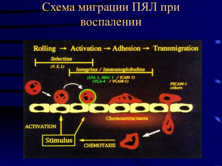 Схема миграции ПЯЛ при воспалении