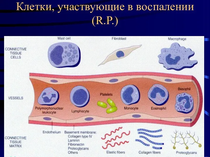 Клетки, участвующие в воспалении (R.P.)