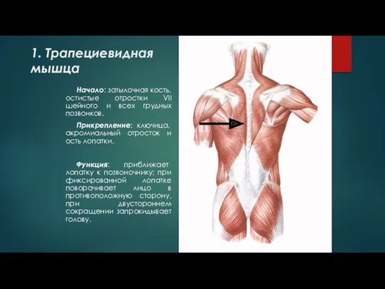 1. Трапециевидная мышца Начало: затылочная кость, остистые отростки VII шейного