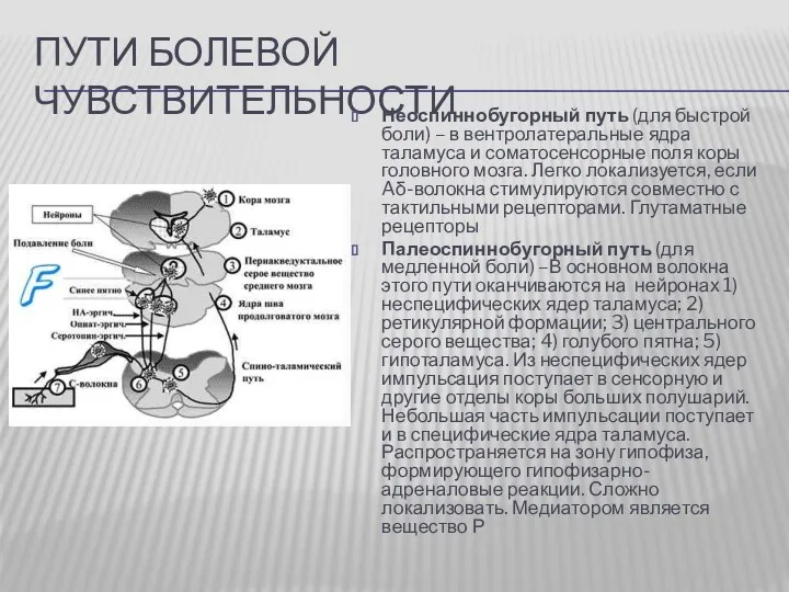 ПУТИ БОЛЕВОЙ ЧУВСТВИТЕЛЬНОСТИ Неоспиннобугорный путь (для быстрой боли) – в