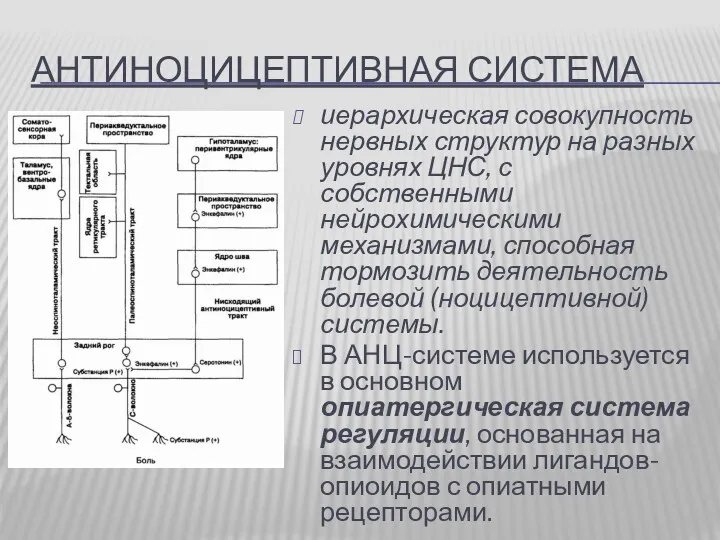 АНТИНОЦИЦЕПТИВНАЯ СИСТЕМА иерархическая совокупность нервных структур на разных уровнях ЦНС,