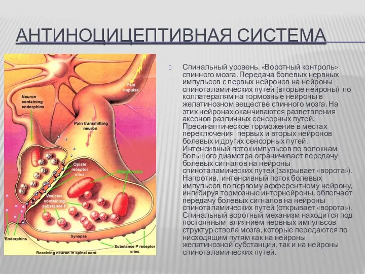 АНТИНОЦИЦЕПТИВНАЯ СИСТЕМА Спинальный уровень. «Воротный контроль» спинного мозга. Передача болевых