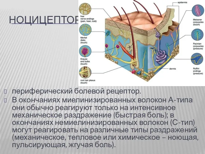 НОЦИЦЕПТОР периферический болевой рецептор. В окончаниях миелинизированных волокон А-типа они