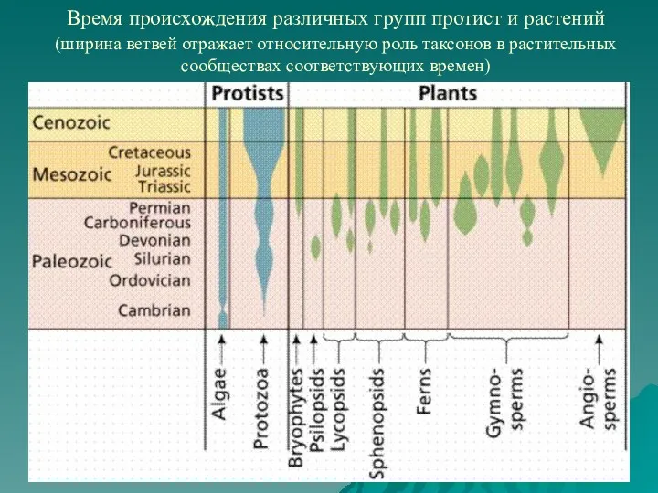 Время происхождения различных групп протист и растений (ширина ветвей отражает