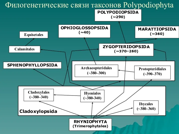Филогенетические связи таксонов Polypodiophyta Cladoxylopsida