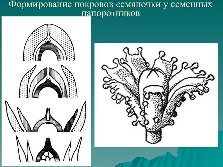 Формирование покровов семяпочки у семенных папоротников