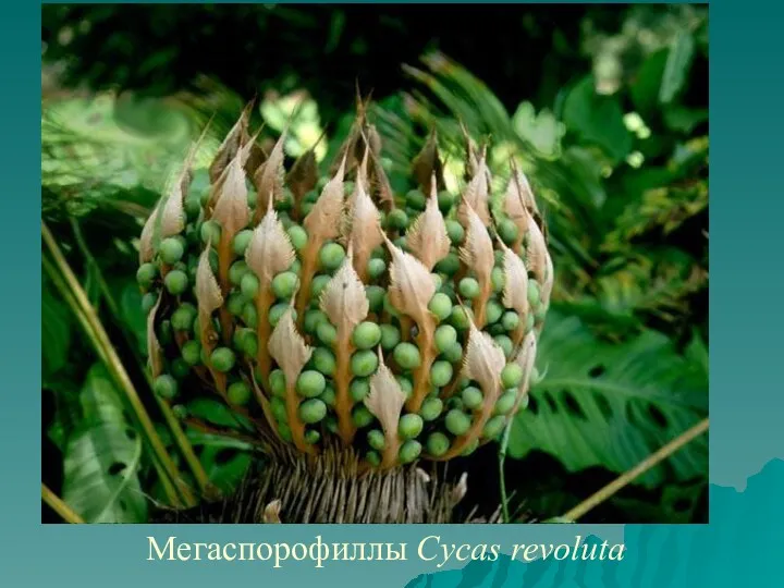 Мегаспорофиллы Cycas revoluta