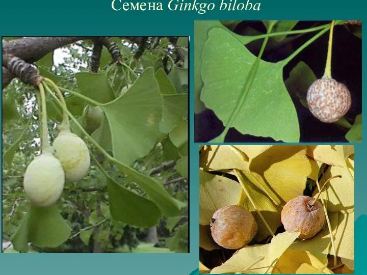 Семена Ginkgo biloba