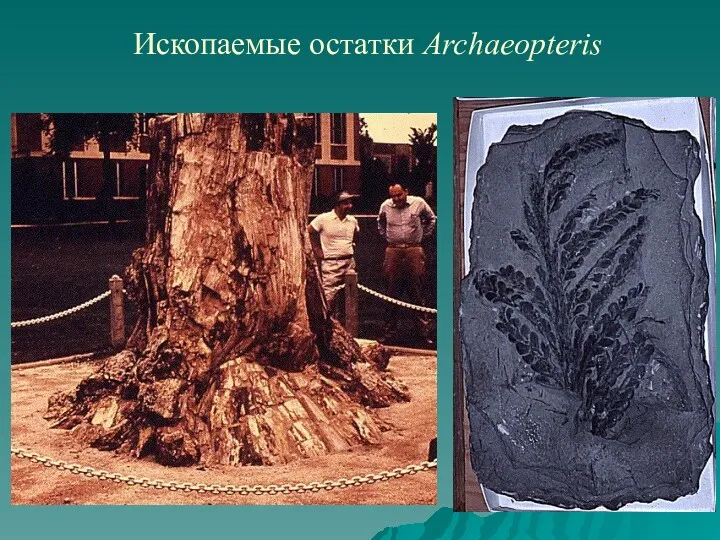 Ископаемые остатки Archaeopteris