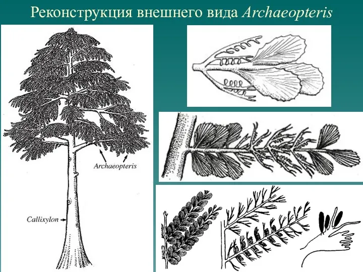 Реконструкция внешнего вида Archaeopteris