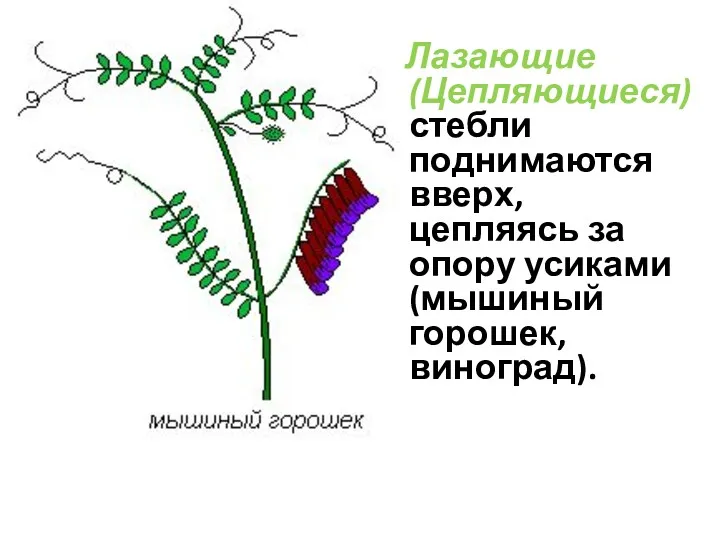 Лазающие (Цепляющиеся) стебли поднимаются вверх, цепляясь за опору усиками (мышиный горошек, виноград).