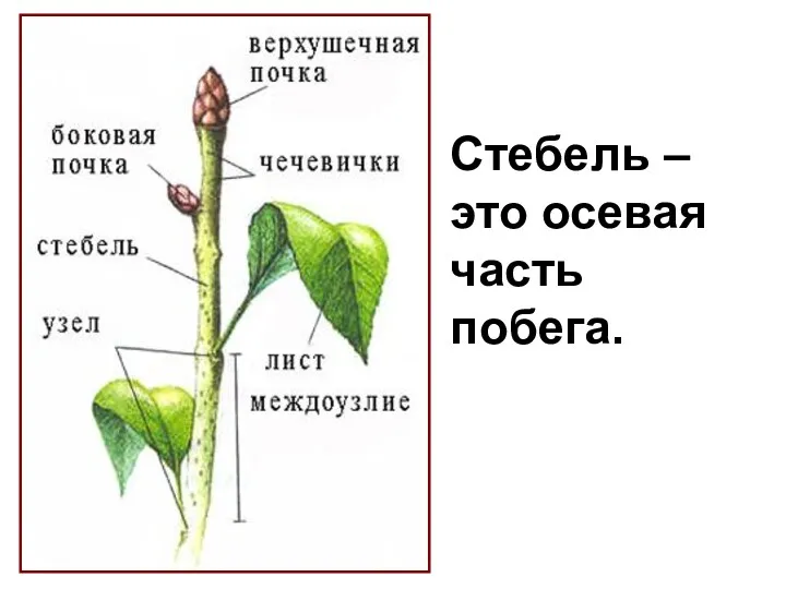 Стебель – это осевая часть побега.