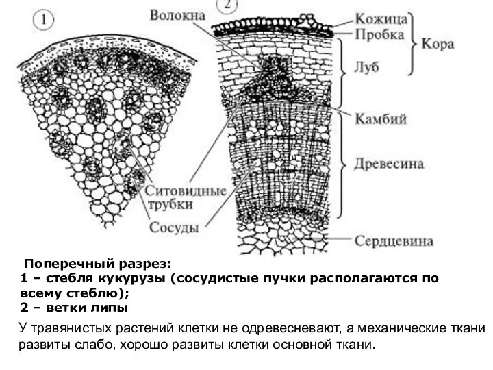 Поперечный разрез: 1 – стебля кукурузы (сосудистые пучки располагаются по