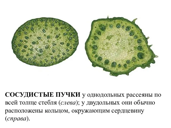 СОСУДИСТЫЕ ПУЧКИ у однодольных рассеяны по всей толще стебля (слева);