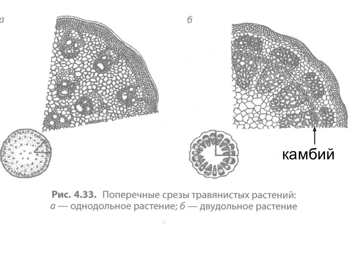 камбий