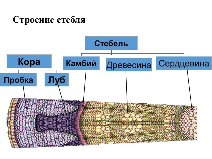 Строение стебля