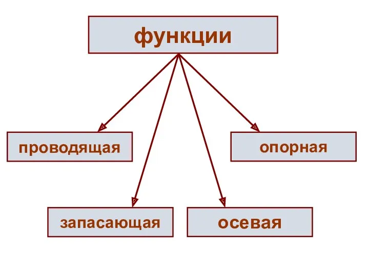 функции проводящая запасающая опорная осевая