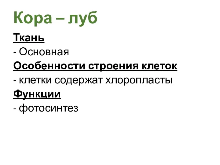 Ткань - Основная Особенности строения клеток - клетки содержат хлоропласты Функции - фотосинтез Кора – луб