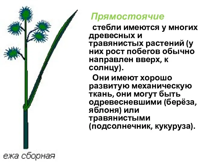 Прямостоячие стебли имеются у многих древесных и травянистых растений (у