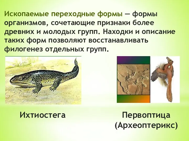 Ископаемые переходные формы — формы организмов, сочетающие признаки более древних