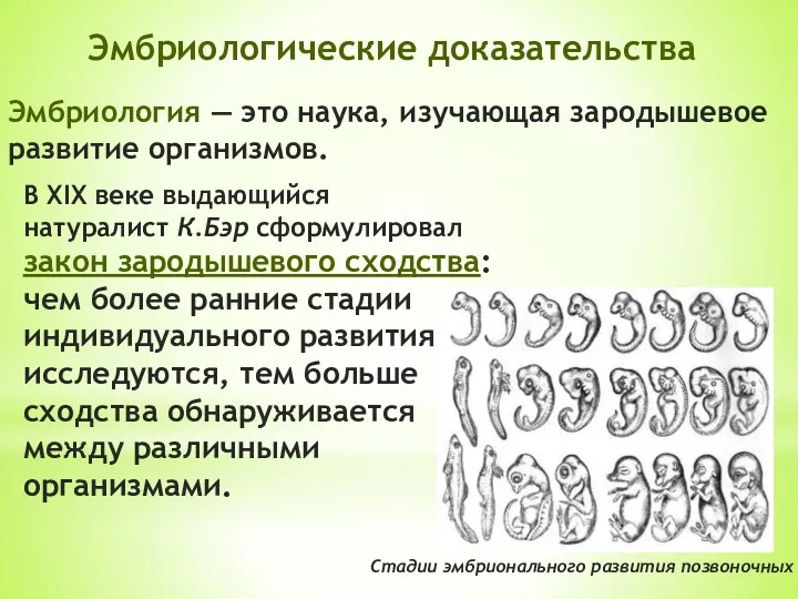 Эмбриология — это наука, изучающая зародышевое развитие организмов. Эмбриологические доказательства