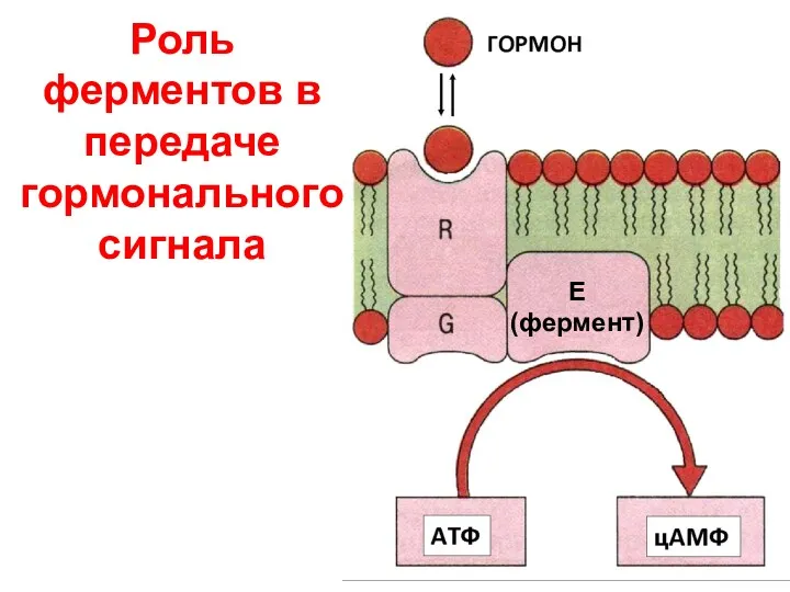 Роль ферментов в передаче гормонального сигнала Е (фермент)