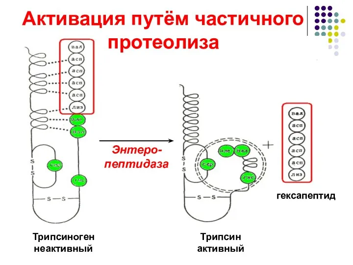 Активация путём частичного протеолиза Трипсиноген неактивный Трипсин активный гексапептид Энтеро-пептидаза