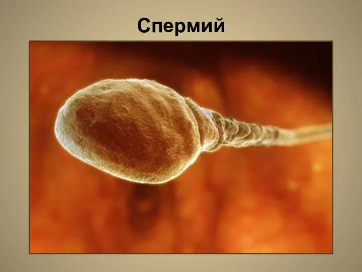 Спермий