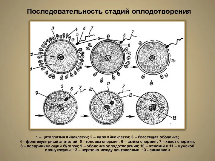 Последовательность стадий оплодотворения 1 – цитоплазма яйцеклетки; 2 – ядро яйцеклетки; 3 –