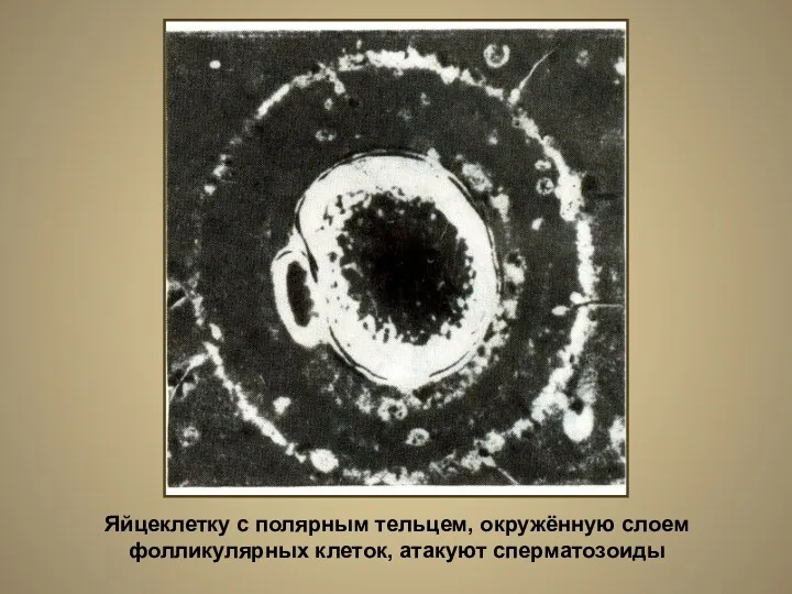 Яйцеклетку с полярным тельцем, окружённую слоем фолликулярных клеток, атакуют сперматозоиды