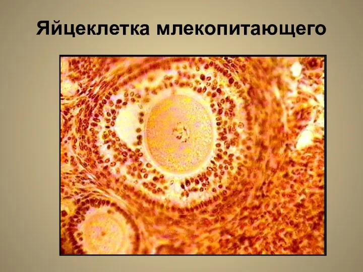Яйцеклетка млекопитающего