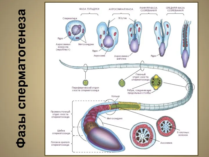 Фазы сперматогенеза