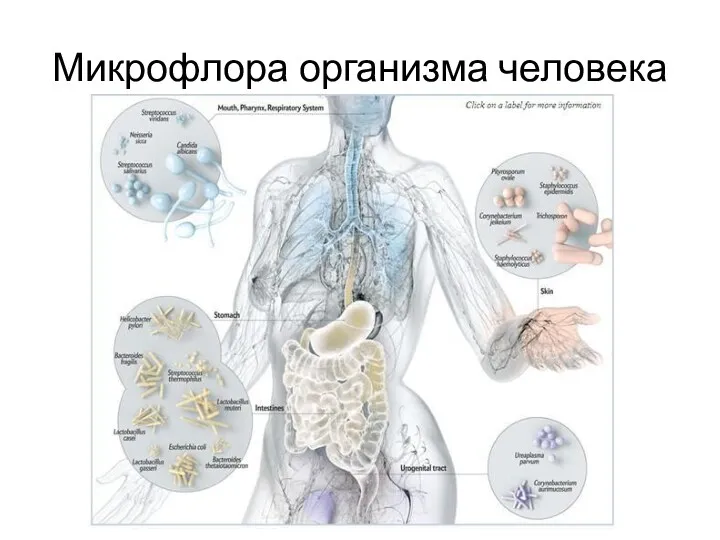 Микрофлора организма человека