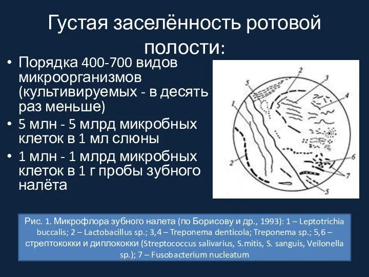 Густая заселённость ротовой полости: Порядка 400-700 видов микроорганизмов (культивируемых -