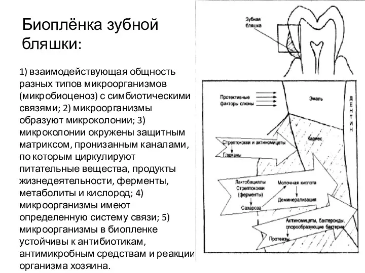 Биоплёнка зубной бляшки: 1) взаимодействующая общность разных типов микроорганизмов (микробиоценоз)