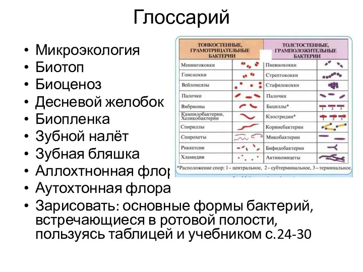 Глоссарий Микроэкология Биотоп Биоценоз Десневой желобок Биопленка Зубной налёт Зубная