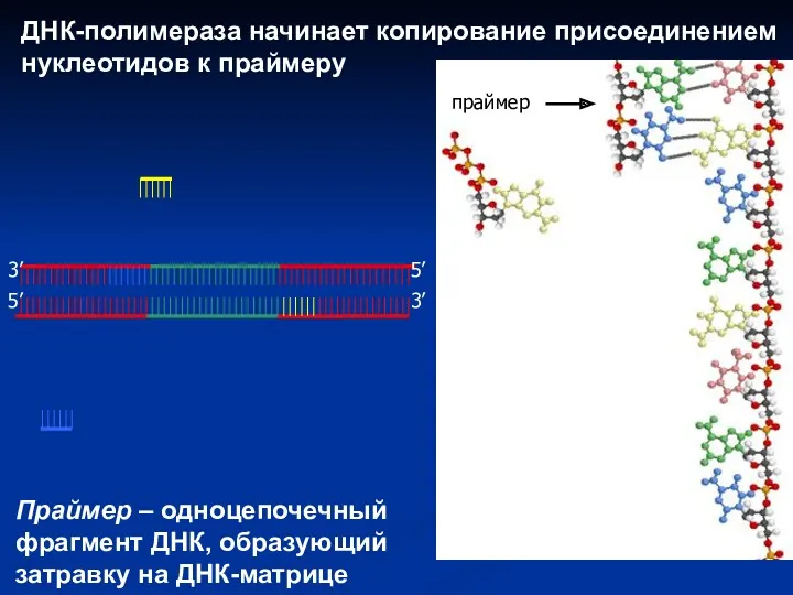 ДНК-полимераза начинает копирование присоединением нуклеотидов к праймеру праймер Праймер –