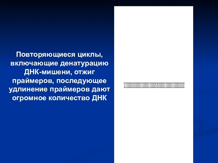 Повторяющиеся циклы, включающие денатурацию ДНК-мишени, отжиг праймеров, последующее удлинение праймеров дают огромное количество ДНК