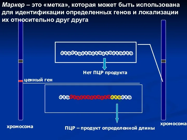 Маркер – это «метка», которая может быть использована для идентификации